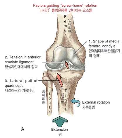 Q-angle - Line connecting ASIS to midpoint of patella Line connection the tibial tuberosity with the midpoint of patella - Male: 11.