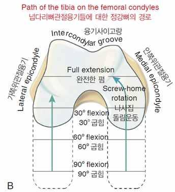 8 - Q-angle > 15 patellofemoral pain syndrome, chondromalacia, patellar dislocation 무릎관절의운동 : Flexion & extension, slight axial rotation Screw