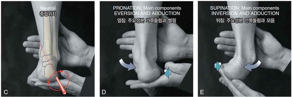 Movement of the subtalar joint - Abduction & adduction Pronation &
