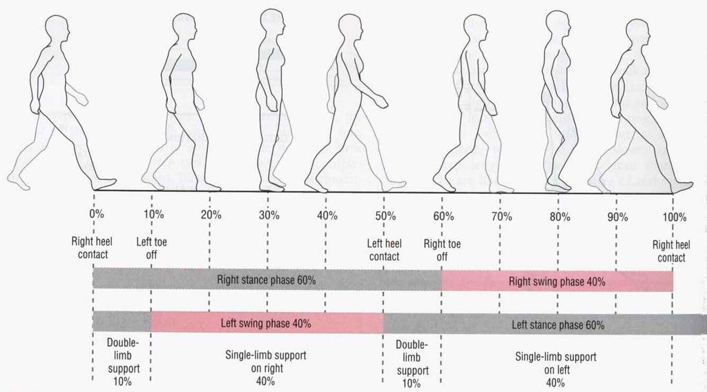 학습내용 보행의공간적서술 - Step length, stride length, step width, foot angle 보행주기 (gait