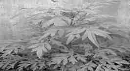 특히, 단풍잎돼지풀은키가크기때문에다른식물의생육을방해할수있음. 돼지풀 1999. 1. 7.