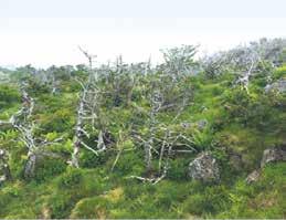 와동해소나무림 ( 오른쪽 ) 피해지 겨울철이상고온, 봄철가뭄,