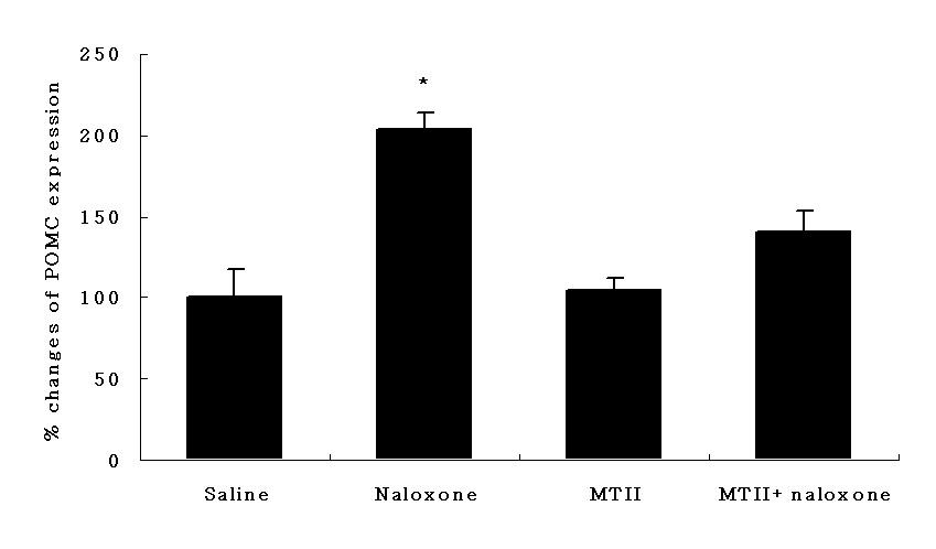 - 배장호외 8 인 : OLETF 쥐에서날록손의 MTII 에의한식욕억제증가효과 - C D Fig. 5. Expressions of POMC (), NPY (), grp (C), and MC4R (D) in the hypothalamus of saline-, naloxone-, MTII-, MTII plus naloxone-treated OLETF rats.