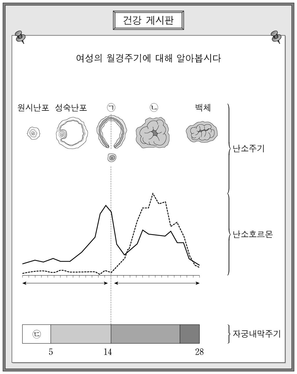 9. 다음은협심증을진단받은최교사와보건교사가나눈대화의일부이다. 에따라순서대로서술하시오. [4점] 10. 다음은여성의월경주기에관한건강게시판자료이다. 에따라순서대로서술하시오. [4점] 보건교사 : 선생님! 방학동안협심증진단을받으셨다고들었는데건강은어떠세요? 최교사 : 요즈음괜찮은데다시가슴통증이있을까봐생활습관을바꾸려고노력하고있어요. 보건교사 : 그렇군요.