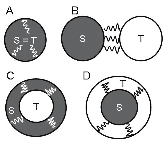 김경민외. 방사선내부흡수선량의의학적적용 Figure 2. Schematic illustrating the definition and combination of source organ and tasrget organ in body. The characters of S and T mean source and target, respectively.