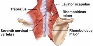 Treatment Treatment Relaxation - IMS 1. Relaxation a. Upper trapezius b. Levator scapula 2.