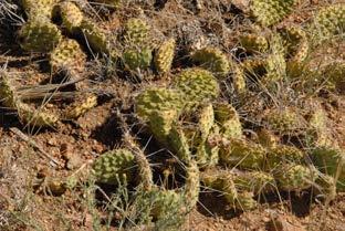 뉴멕시코주에생육하는선인장 ( 앞쪽 ) 과향나무류 ( 뒷쪽 ) 사는메스키트는땅속 20m 아래까지뿌리를뻗어생존하며, 크레오소트는 사막표면의이슬과비를흡수하며,