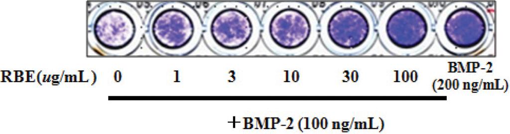 RBE 는실험에사용한 1~100 µg/ml 농도범위에서유의성있게 BMP-2 로인해자극된 ALP 유도를증가시켰다 (Fig. 2). ALP 유도증가에대한 p38 신호전달경로의관련성 최근보고된연구결과에따르면 PI3K 의하위신호전달분자인 Akt 와 MAPK 의신호전달경로가 BMP-2 유전자발현의활성화에중요한역할을한다 22) 는것을보여주고있다.