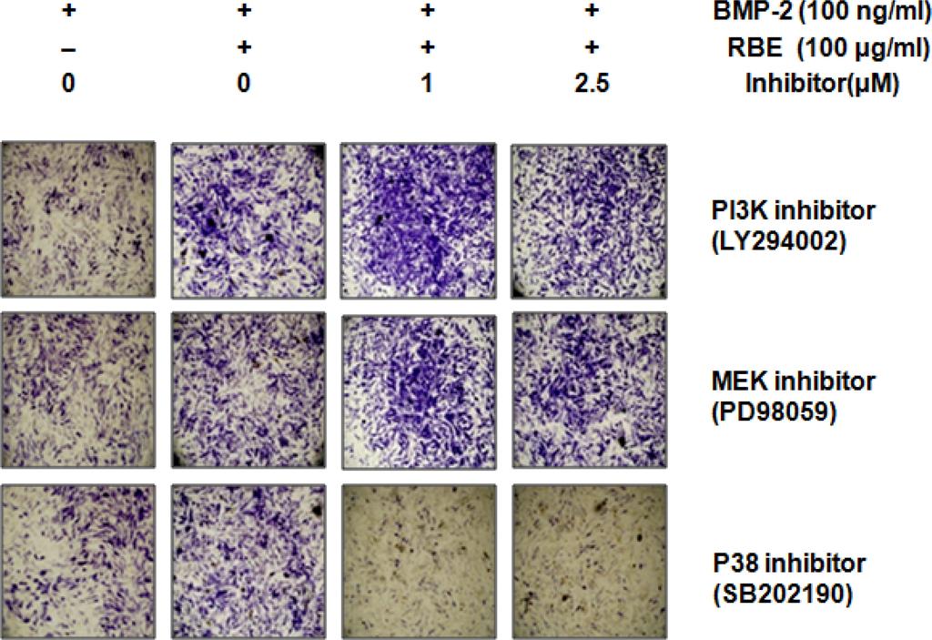 Vol. 45, No. 4, 2014 329 Fig. 3. Effect of RBE on MAPKs inhibitor in BMP-2-stimulated C2C12 cells. Involvement of p38 in the RBE-induced enhance3 ment of BMP-2-stimulated ALP induction.