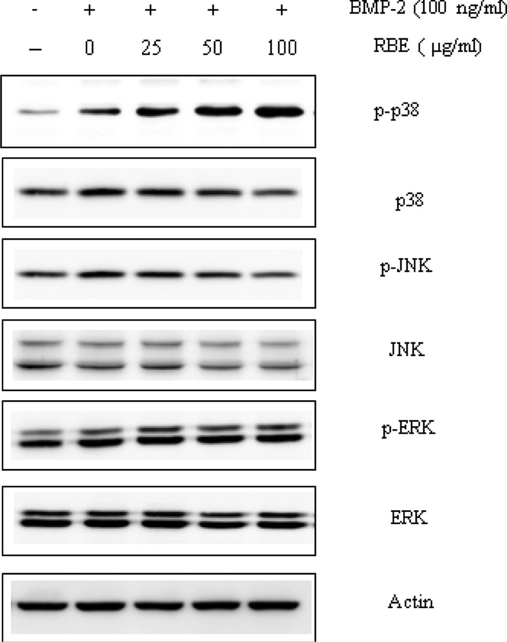 After 3 days, cells were treated with each inhibitor for 2 h and then BMP-2 and/or RBE were added into cells. On the differentiation day 6, ALP staining and its activity assay.