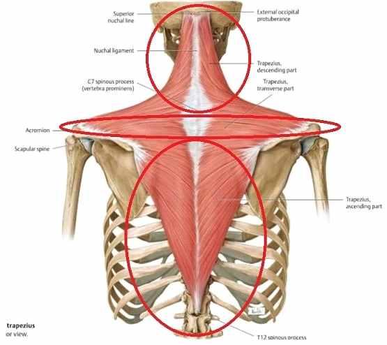 승모근 (Trapezius) 은근육이붙어있는지점에따라크게상부 (upper) / 중부 (middle) / 하부 (lower) 세파트로나누어져있다.