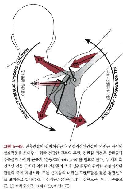 그렇다면견갑골의상방회전 (shoulder upper rotation) 이 일어나게되는지다음그림을보며설명하겠다.