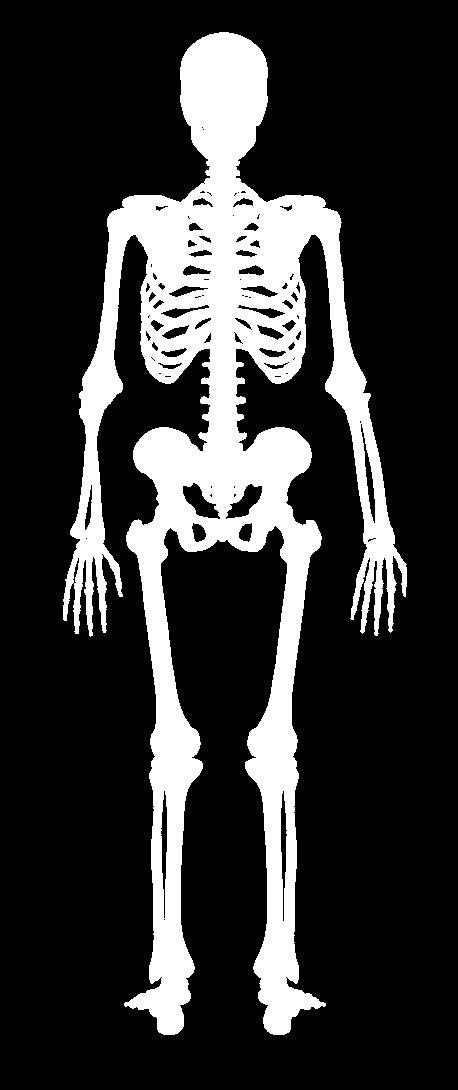 위치에따른분류 A. Axial skeleton ( 몸통뼈대 ) 머리뼈 (skull) paired (8) / unpaired (6) 목뿔뼈 (hyoid, 1) 갈비뼈 (rib, 12 pairs) 복장뼈 (sternum, 1) 척추뼈 (vertebrae, 7+12+5+1+1) B.