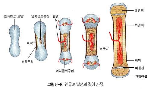 뼈의발생 _2 연골뼈발생 (endochondral ossification) 유리연골이존재하다가연골이점차광화된후, 퇴행변성되면서골조직으로대체 인체의장골,