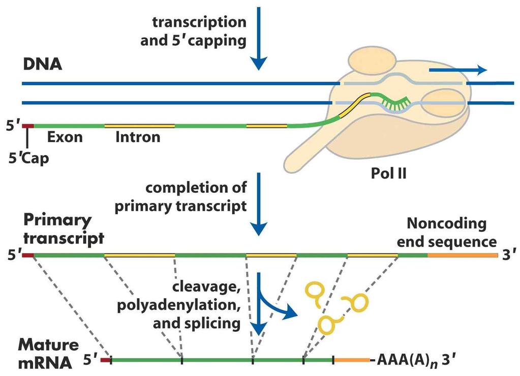 6) RNA processing( 진핵세포 ) mrna 의 5 -CAP, 3 -poly(a)