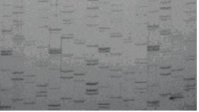 AccuPower DNA Sequencing Kit Experimental data Description AccuPower DNA Sequencing Kit 는 sequencing 에필요한모든성분이 premix type 으로하나의 tube 에동결건조처리된 sequencing kit 로서, 빠르고정확하게염기서열을분석할수있습니다.