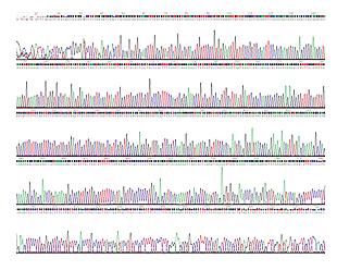 Overview 바이오니아는국내최초로 Sequencing Service 를시작하였으며, 매년개선된 high-throughput sequencing service 를제공하고있습니다.