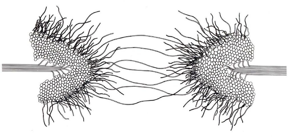 유비쿼터스공간의공간구조 리좀구조 rhizome