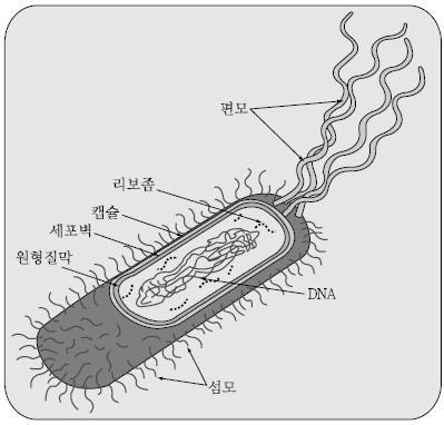 2-4-1. 세균 (Bacteria) 038 v 세포소기관인엽록소와미토콘드리아가없이세포막과원형질만으로간단하게이루어져있는로광합성작용을하지못하며분열로증식한다.