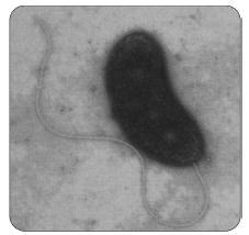 2-4-1. 세균 (Bacteria) 040 5.