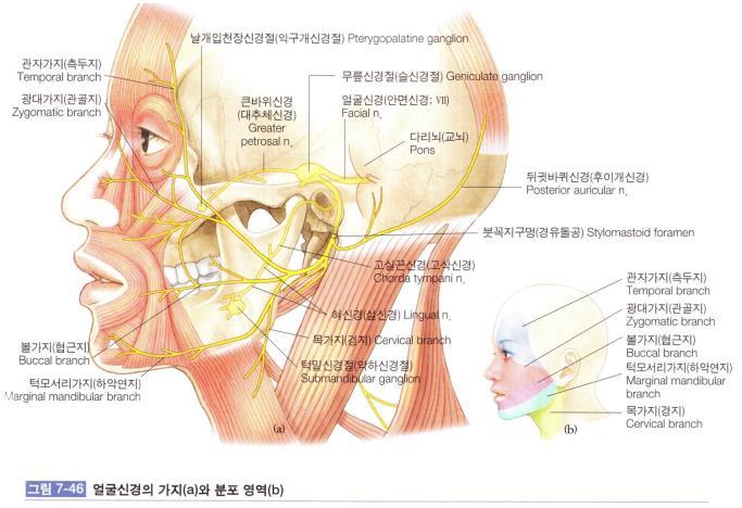 턱밑샘및혀밑샘에분포하는부교감신경섬유와일반몸감각섬유 ) ( 맛을담당 )