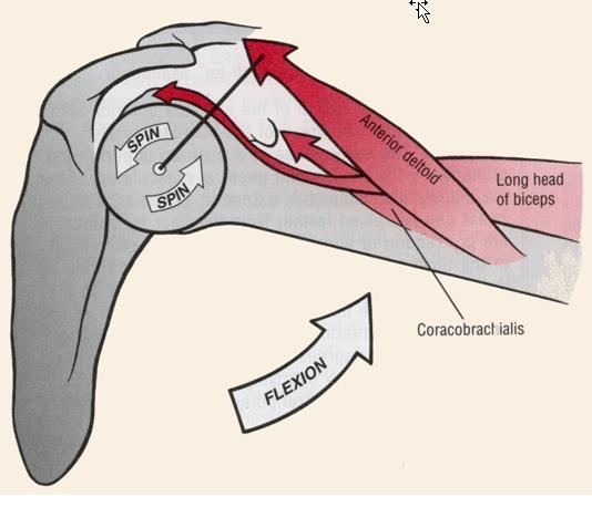 Muscles that elevate the arm at the glenohumeral joint Elevation of the arm through flexion is