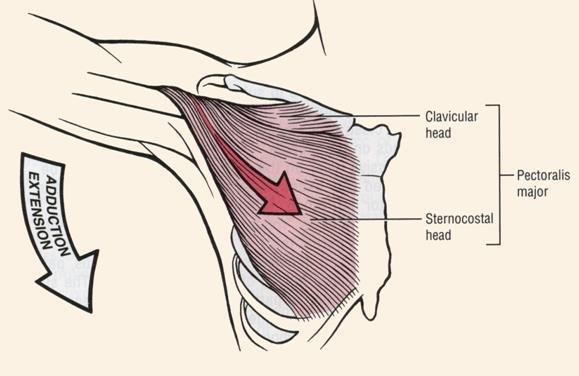 Muscles that adduct and extend the shoulder *Latissimus dorsi muscle *Sternocostal head of the