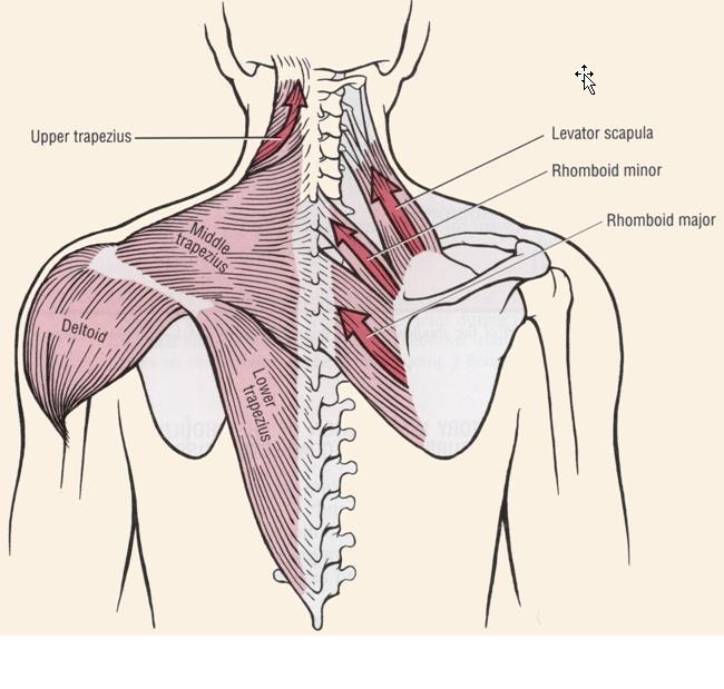 Elevators of the scapulothoracic joint The muscles responsible for elevation of the scapula and clavicle are the upper