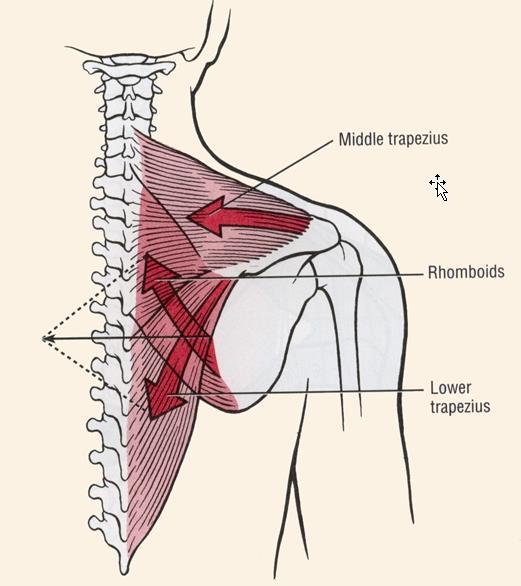 Retractors of the scapulothoracic joint The middle trapezius muscle has an optimal line-of-force to