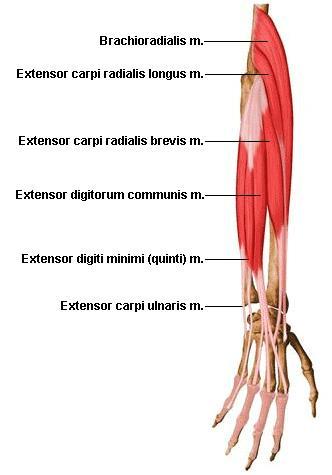 노신경 짧은노쪽손목폄근 (extensor carpi radialis brevis) O. 가쪽위관절융기, 팔꿉관절의노쪽곁인대, 근육사이막 I. 셋째손허리뼈바닥뒷면 A. 손목을폄, 손을모음 N.
