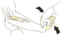 (extensor indicis) O. 자뼈뒷면뼈사이막 I. 둘째손가락의첫마디뼈등쪽면 A.