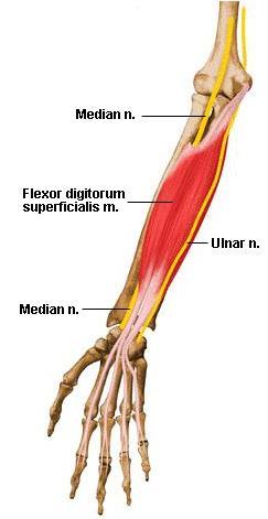 24. flexors: intermediate layer 얕은손가락굽힘근 (flexor digitorum