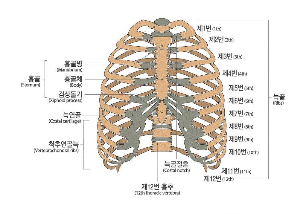 3) 빗장뼈 ( 쇄골 ), 가슴뼈 ( 흉골 ), 갈비뼈 ( 늑골 ), 어깨뼈 ( 견갑골 )
