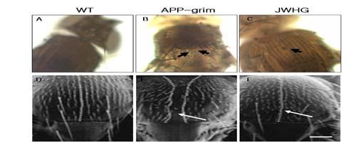 1시간동안 block 시킨다음 eye disc는 poly(l-lysine)-coated coverslips에올려놓고현미경관찰을수행하였다. 모든시료는 confocal microscopy와 fluorescence streo-microscopy에서수행하였다. 7) 통계처리초파리의상승능력과비행횟수를측정한값은평균 ± 표준편차 (mean ± S.D.