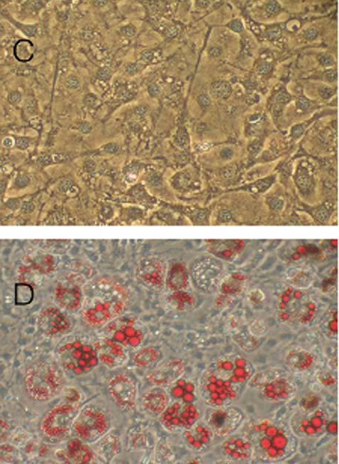 지방세포의분화 (proliferation) 에미치는영향 1) 성숙지방세포의형성 3T3 미분화지방세포 (preadipocyte, Fig. 2 A) 를배양한결과배양 10일째에성숙된지방세포가형성됨을알수있었다 (Fig. 2 B).