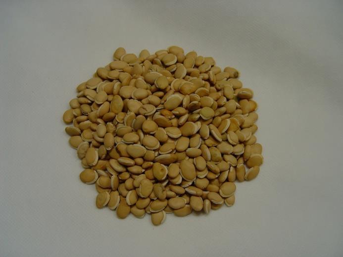 백편두 ( 白扁豆 ) Dolichoris Semen 이약은편두 ( 扁豆 ) Dolichos lablab Linné ( 콩과