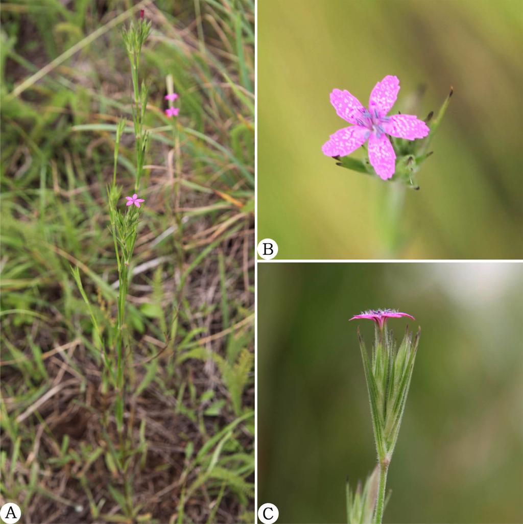 Two unrecorded alien plants: Geranium dissectum L. and Dianthus armeria L. 275 갯패랭이꽃 D. japonicus 1. 화서는소수의꽃이취산화서를이루거나단생한다. 3. 화판은술모양으로깊게갈라진다 술패랭이꽃 D. longicalyx 3. 화판은가장자리에얕은불규칙한톱니가있다. 4.