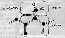 아미노산의구조 아미노산은옆의그림과같이단백질의주쇄를이루는 -N-C-C- 골격과 NH 2 와 -COOH 의양말단기, 그리고아미노산의종류를결정하는측쇄 R (alkyl group) 으로구성되어있다.