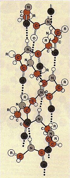 Polypeptide intramolecular bonds ( 폴리펩티드의분자내결합 ) Polypeptide 의 helix 는그나선형의둘레가커서, 그형태를유지하기위하여옆의모식도와같이나선각층의 CO 와 NH 간에수소결합이형성되어있으며, 이로인해 helix 구조의탄성을유지한다.