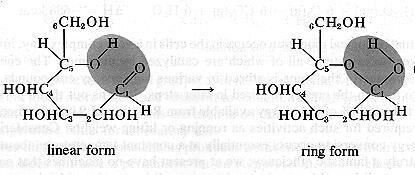 2.3.2 탄수화물 (Carbon hydrates) 녹말, 설탕, 셀룰로오즈등식물로부터만들어지는고분자로 glycose (C 6 H 12 O 6 ) 를기본단량체로하여, 그대로혹은변성된형태로연결되어형성된다.