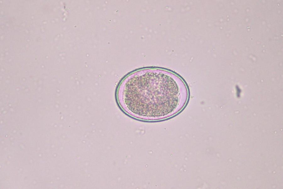 1A) were incubated in 4% sodium hypochlorite (Clorax, Youhanyanghaeng, Korea) for 3 min to remove the outer acid mucopolysaccharide/protein uterine layer.