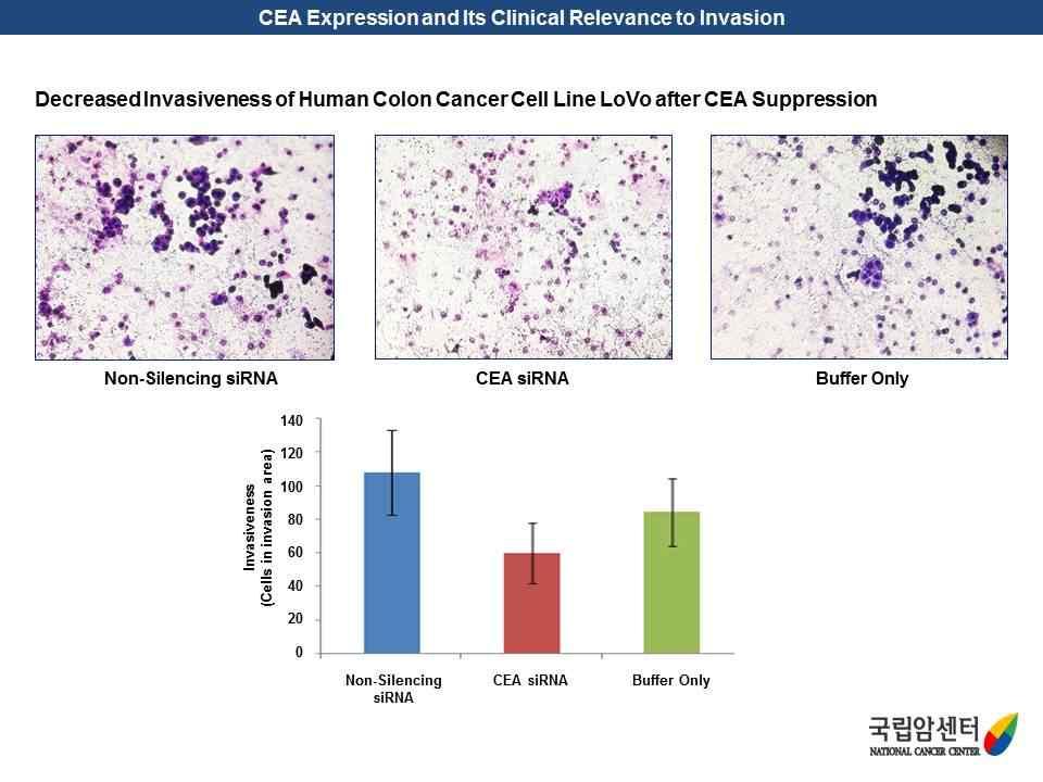 CEA 발현에따라생존율이달라지는것에대해대장암세포주를이용해 invasion 과 CEA 발현의연관성을조사해봄.