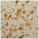 immunostain (Solution B) 품번 품명 구성 규격 행사가 (VAT 별도 ) TONKB-401 Starter Set Solution A &