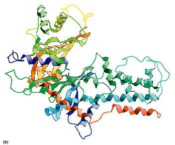 운동기능 : 운동에관여예 ) 세포골격 (cytoskelaton) 단백질