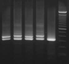 The amplified product (lane 1) of wild type was digested to two bands (68 bp and 46 bp) by EcoRV in lane 2.