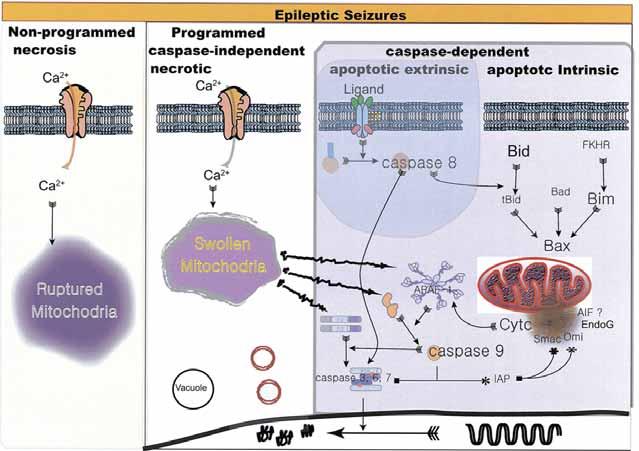 간질과뉴런손상기전 Figure 1. Schematic drawing of proposed cell death pathway after epileptic seizure.