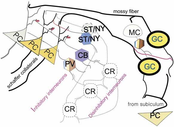 서대원 Figure 2. Selective inhibitory interneuronal loss and rewiring of network. Interrupted lines indicate the death cells by epileptic seizures.