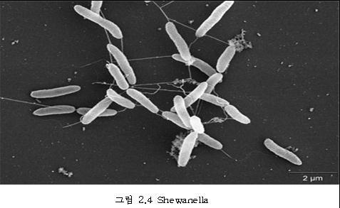 shewanella 는섬모를만드는데이섬모는유기물을금속옆으로배치해 coupling oxidation 을증가시키는역할을한다. 1. 2. Feedstocks(MFC 에들어가는유기물 ) 1. 2. 1. Acetate( 아세테이트 ) 아세테이트 (Acetate) 는미생물연료전지의전기생산에서가장많이사용되는기질이다.