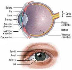 visual prosthesis video 인공시각 (Artificial Vision) Courtesy of Dr. Claude Veraart, Université catholique de Louvain, 2004 Eyes How important are they?