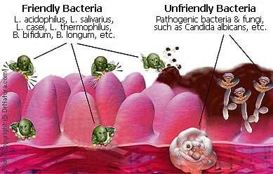 프로바이오틱스 체내에서건강에좋은효과를주는살아있는균들 유산간균 (Lactobacillus) 유산구균 (Lactococcus) 비피더스균 (Bifidobacterium)